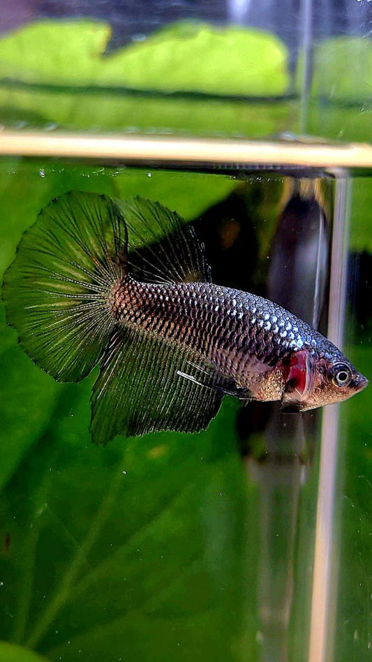 FEMALE HALFMOON BLACK COPPER SAMURAI BETTA FISH