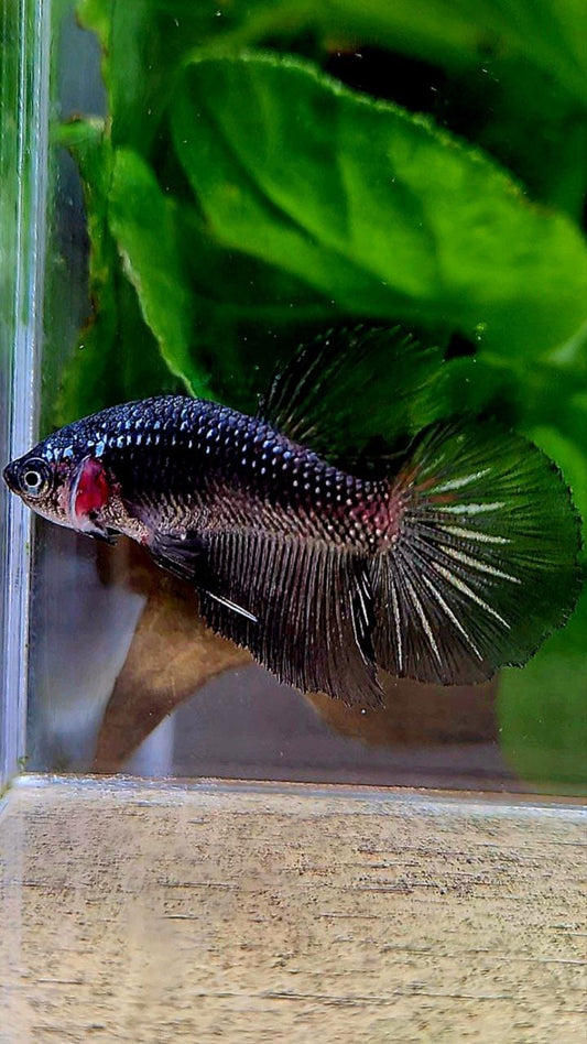 FEMALE HALFMOON BLACK COPPER SAMURAI BETTA FISH