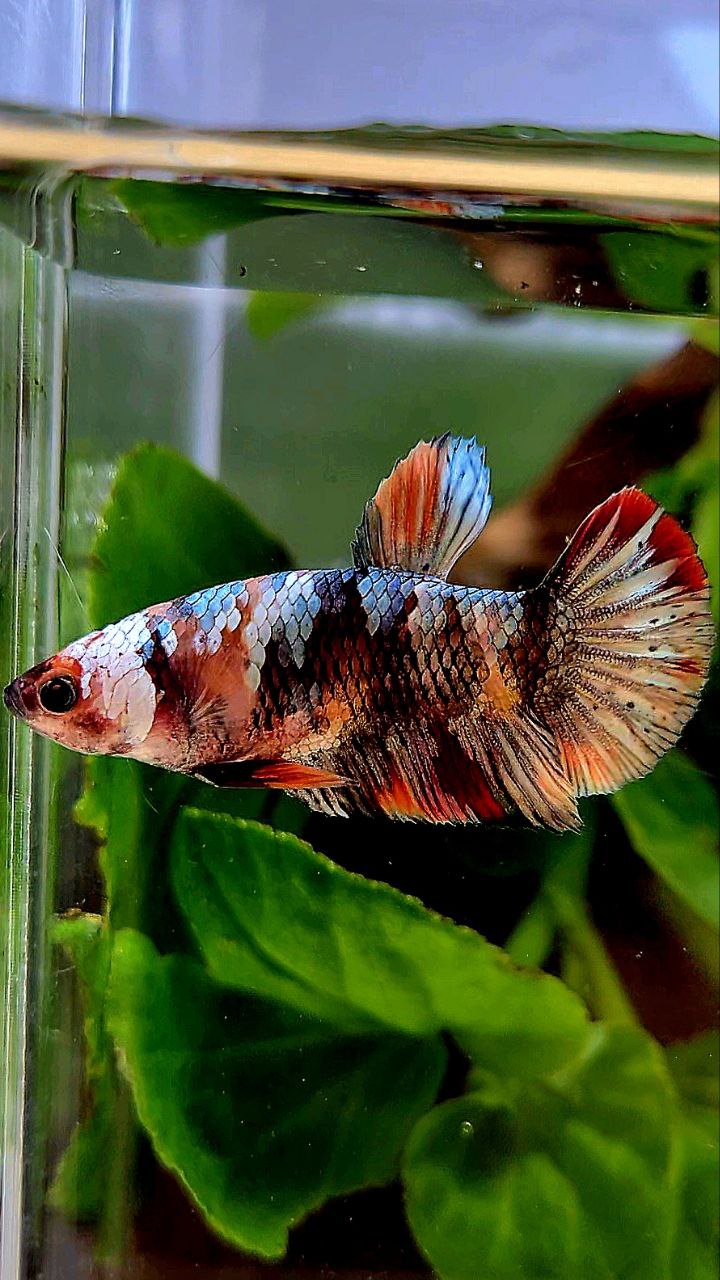 FEMALE PLAKAT ORANGE COPPER GALAXY MULTICOLOR BETTA FISH