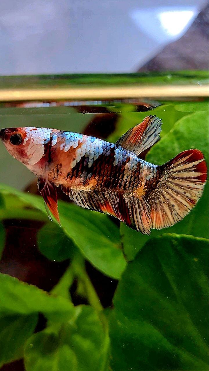 FEMALE PLAKAT ORANGE COPPER GALAXY MULTICOLOR BETTA FISH