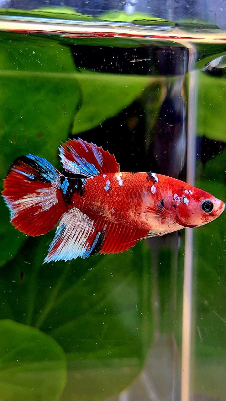 FEMALE HALFMOON BARONGSAI RED WHITE GALAXY MULTICOLOR BETTA FISH
