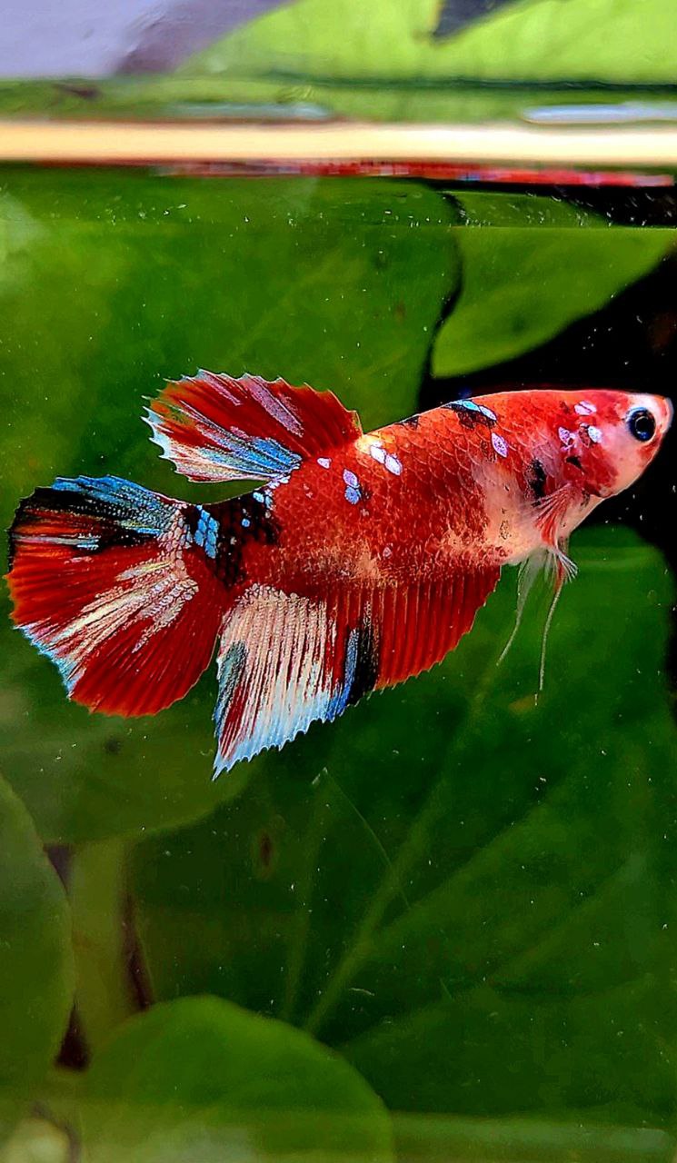 FEMALE HALFMOON BARONGSAI RED WHITE GALAXY MULTICOLOR BETTA FISH