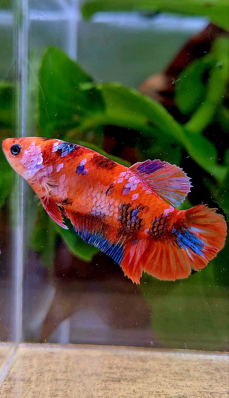 FEMALE PLAKAT ORANGE GALAXY MULTICOLOR BETTA FISH
