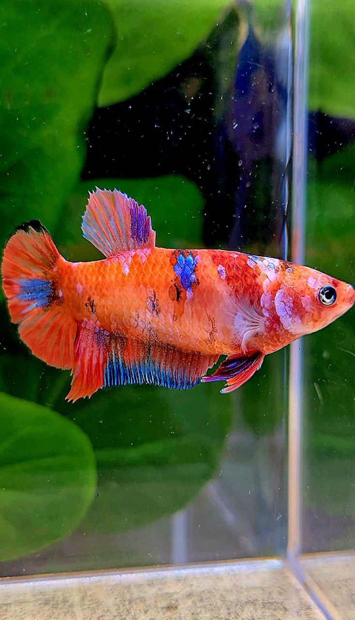 FEMALE PLAKAT ORANGE GALAXY MULTICOLOR BETTA FISH