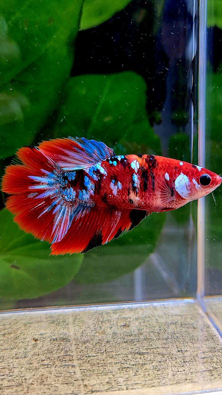 FEMALE HALFMOON RED GALAXY MULTICOLOR BETTA FISH