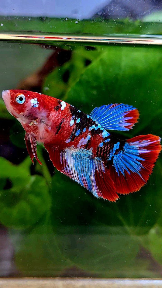FEMALE HALFMOON BARONGSAI RED GALAXY MULTICOLOR BETTA FISH