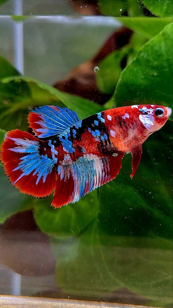FEMALE HALFMOON BARONGSAI RED GALAXY MULTICOLOR BETTA FISH