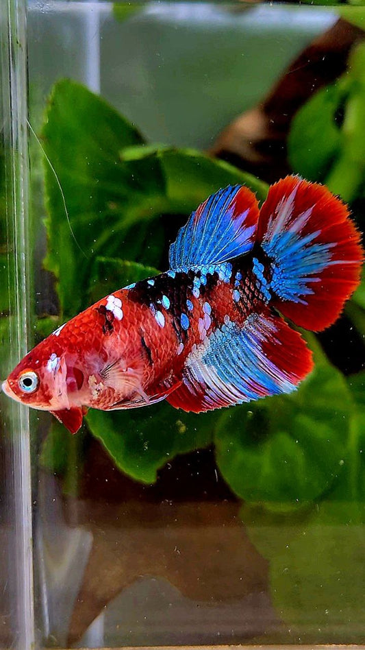 FEMALE HALFMOON BARONGSAI RED GALAXY MULTICOLOR BETTA FISH