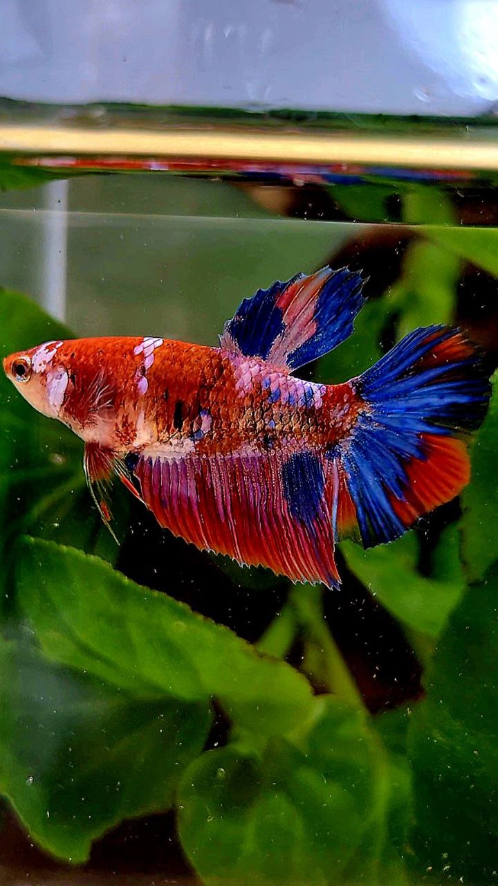 FEMALE HALFMOON RED PURPLE GALAXY MULTICOLOR BETTA FISH
