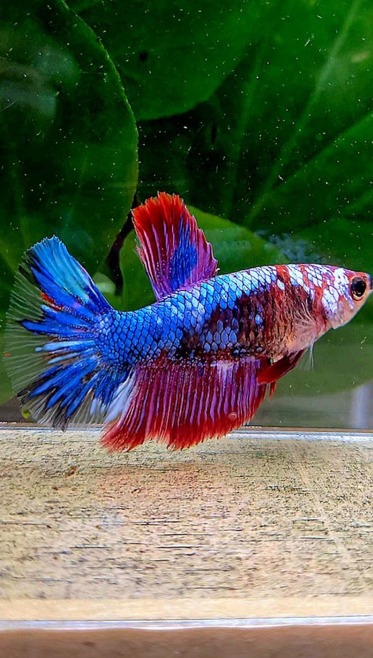 FEMALE HALFMOON PURPLE BLUE MULTICOLOR BETTA FISH