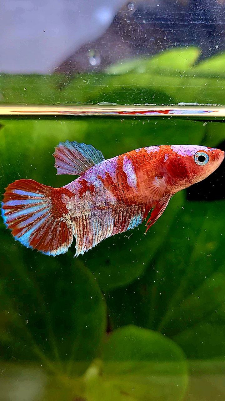 FEMALE PLAKAT BARONGSAI RED WHITE GALAXY MULTICOLOR BETTA FISH