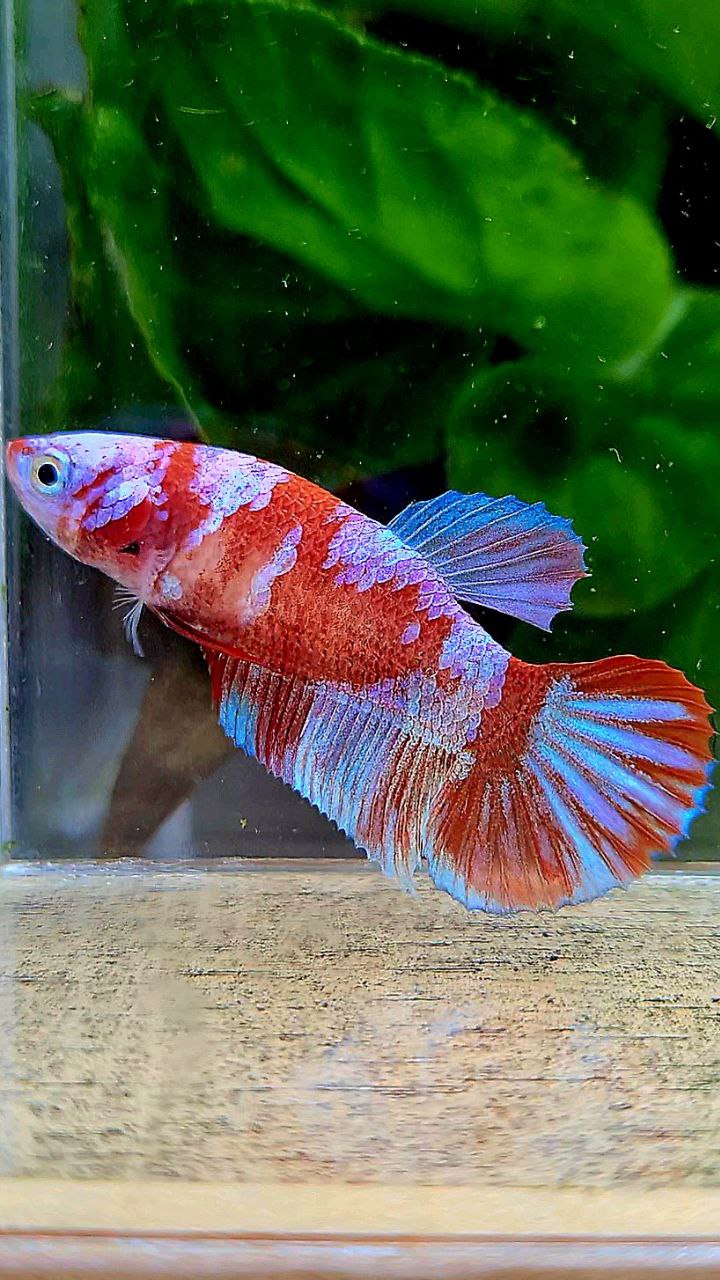 FEMALE PLAKAT BARONGSAI RED WHITE GALAXY MULTICOLOR BETTA FISH
