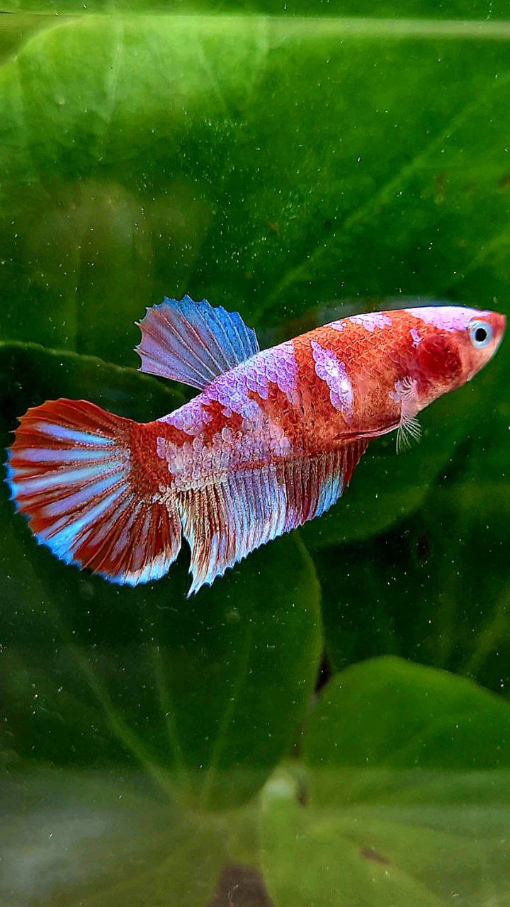 FEMALE PLAKAT BARONGSAI RED WHITE GALAXY MULTICOLOR BETTA FISH