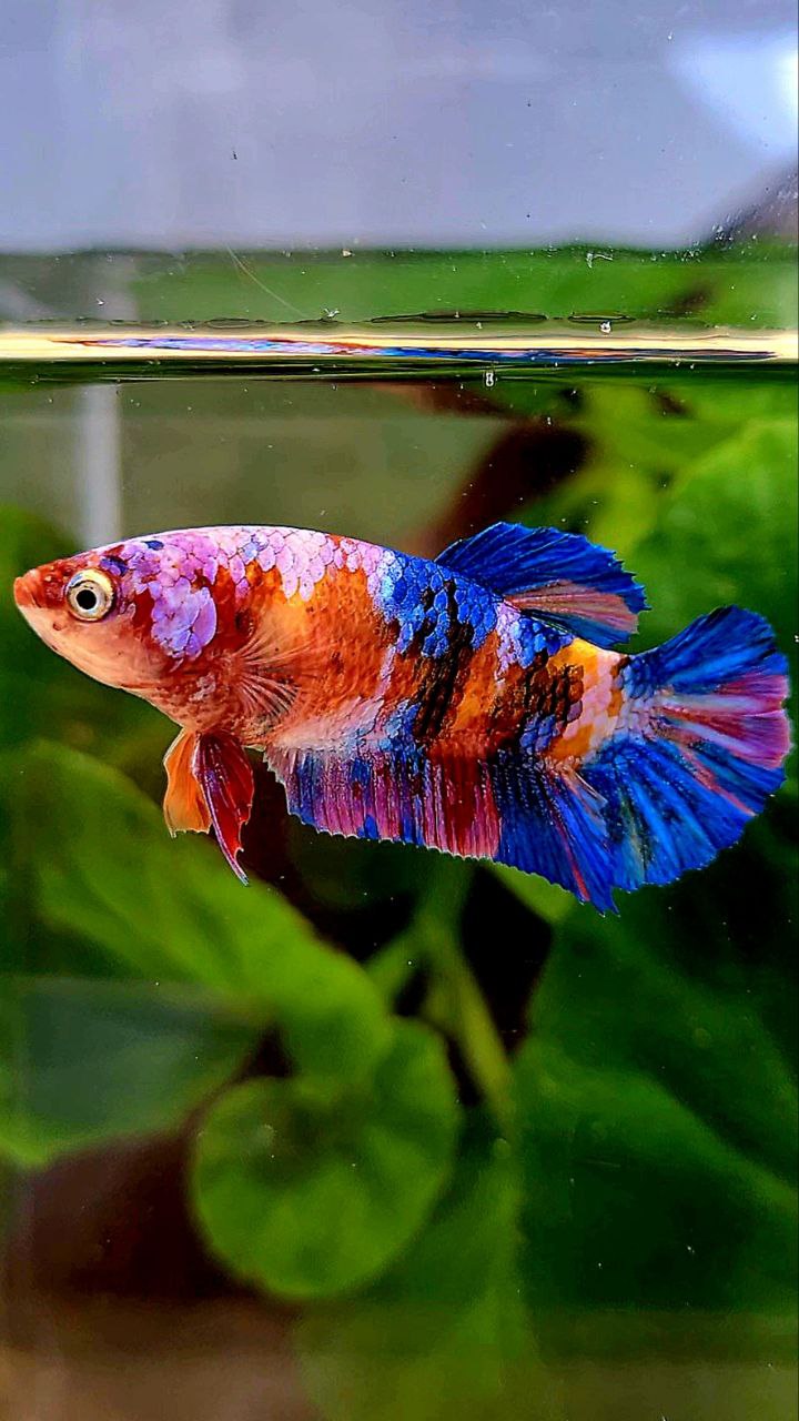 FEMALE PLAKAT ORANGE GALAXY MULTICOLOR BETTA FISH