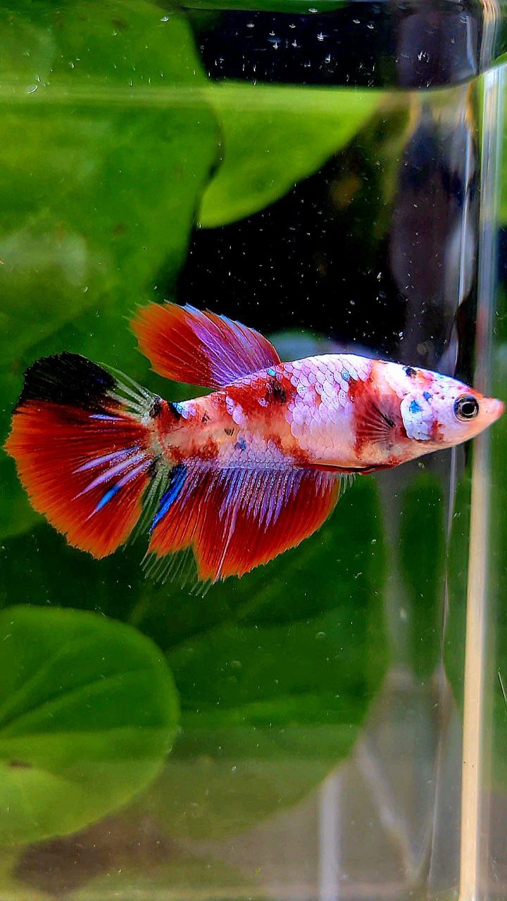 FEMALE HALFMOON RED GALAXY MULTICOLOR BETTA FISH