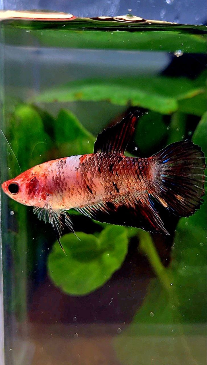 FEMALE VEILTAIL KOI BLACK MULTICOLOR BETTA FISH