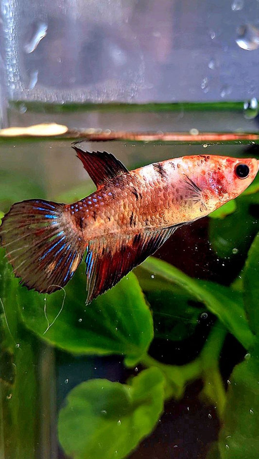 FEMALE VEILTAIL KOI BLACK MULTICOLOR BETTA FISH
