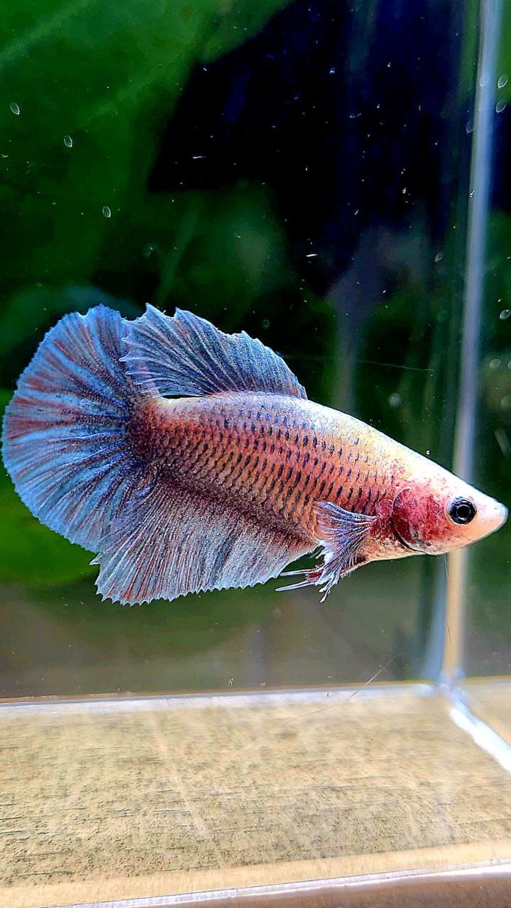 FEMALE HALFMOON BIG EAR BLUE GRAY GRIZZLE BETTA FISH