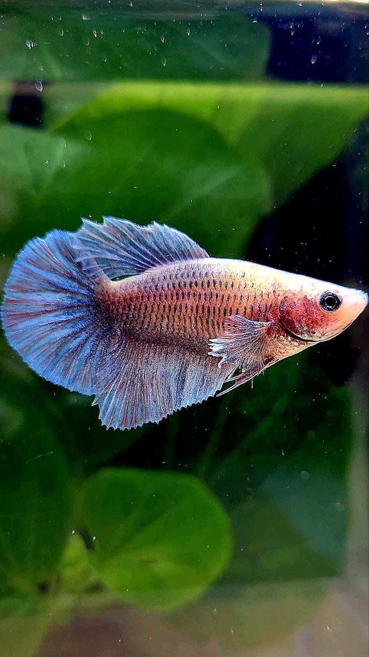 FEMALE HALFMOON BIG EAR BLUE GRAY GRIZZLE BETTA FISH