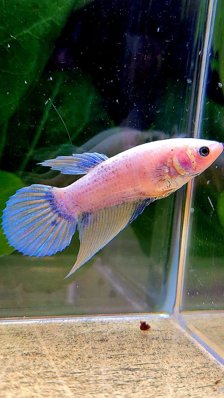 FEMALE VEILTAIL YELLOW GRIZZLE BETTA FISH