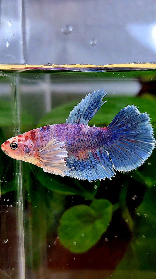 FEMALE HALFMOON DUMBO EAR BLUE MARBLE MULTICOLOR BETTA FISH