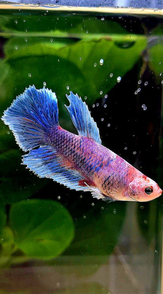 FEMALE HALFMOON DUMBO EAR BLUE MARBLE MULTICOLOR BETTA FISH