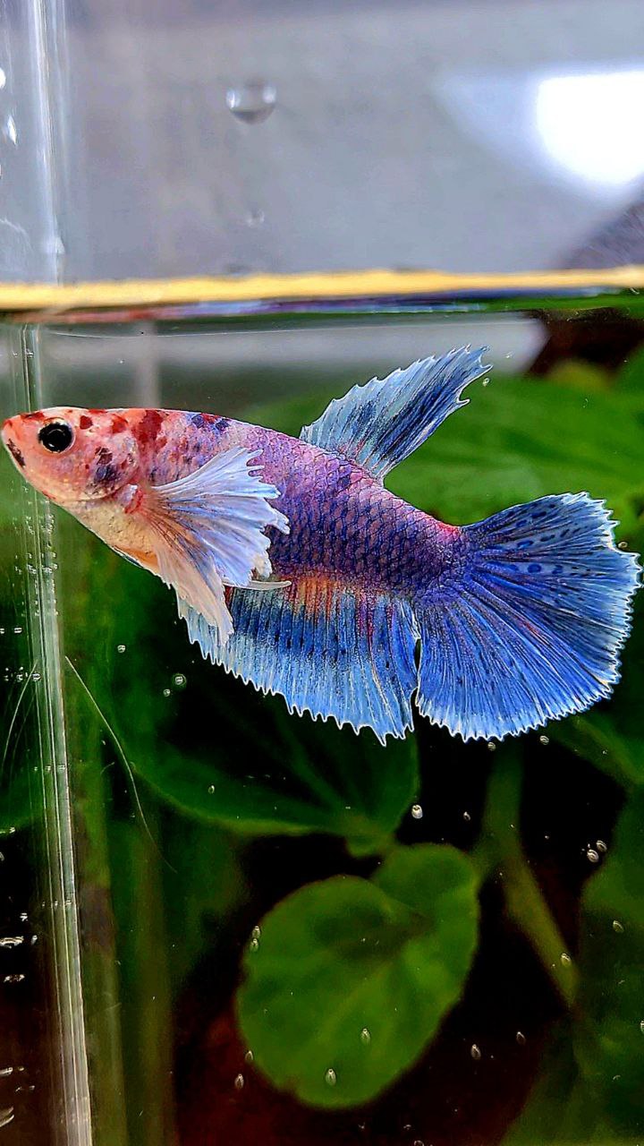 FEMALE HALFMOON DUMBO EAR BLUE MARBLE MULTICOLOR BETTA FISH