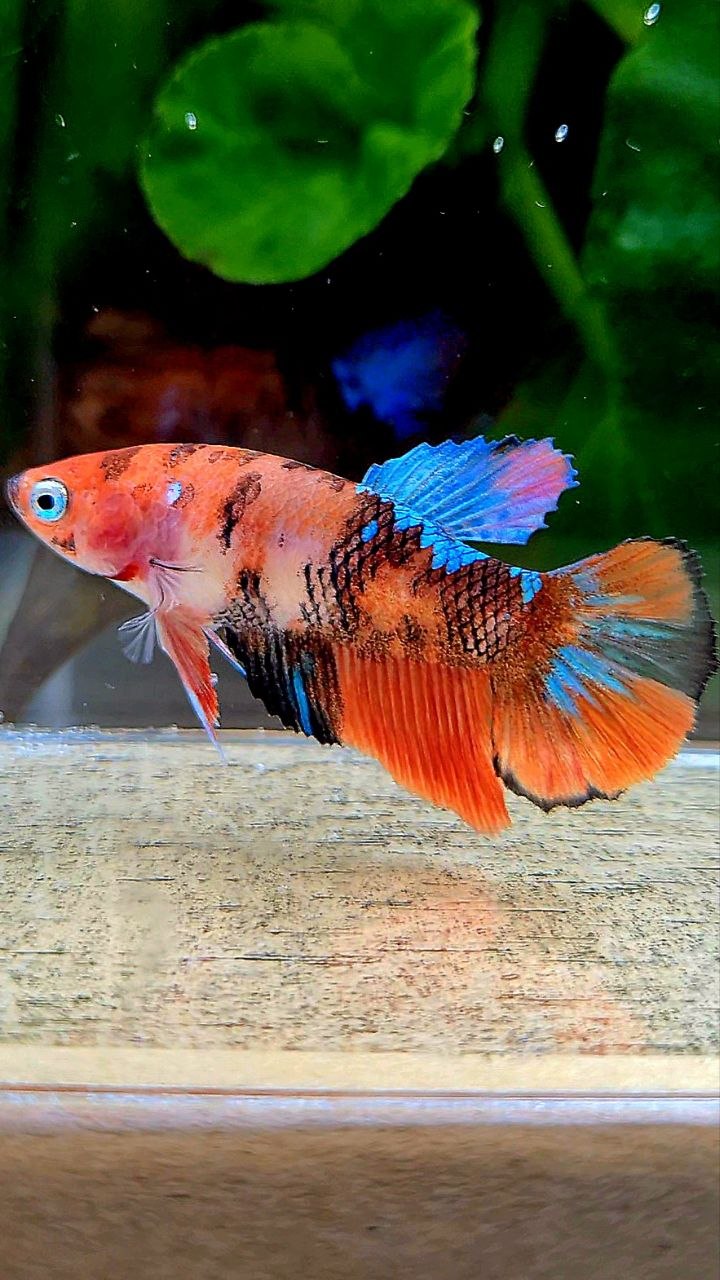 FEMALE HALFMOON ORANGE KOI GALAXY MULTICOLOR BETTA FISH