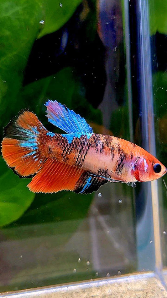 FEMALE HALFMOON ORANGE KOI GALAXY MULTICOLOR BETTA FISH
