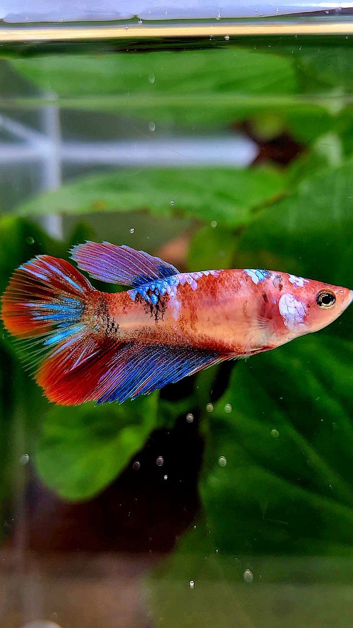 FEMALE HALFMOON KOI GALAXY MULTICOLOR BETTA FISH
