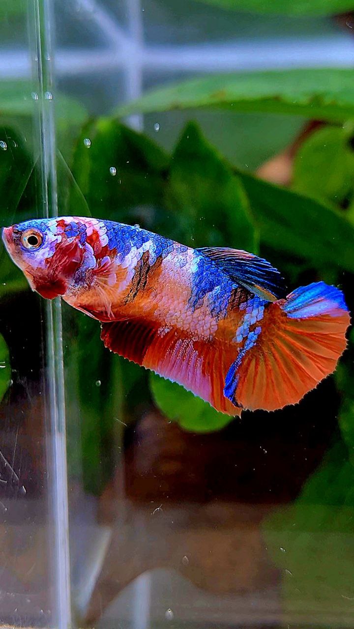 FEMALE PLAKAT ORANGE CANDY GALAXY MULTICOLOR BETTA FISH