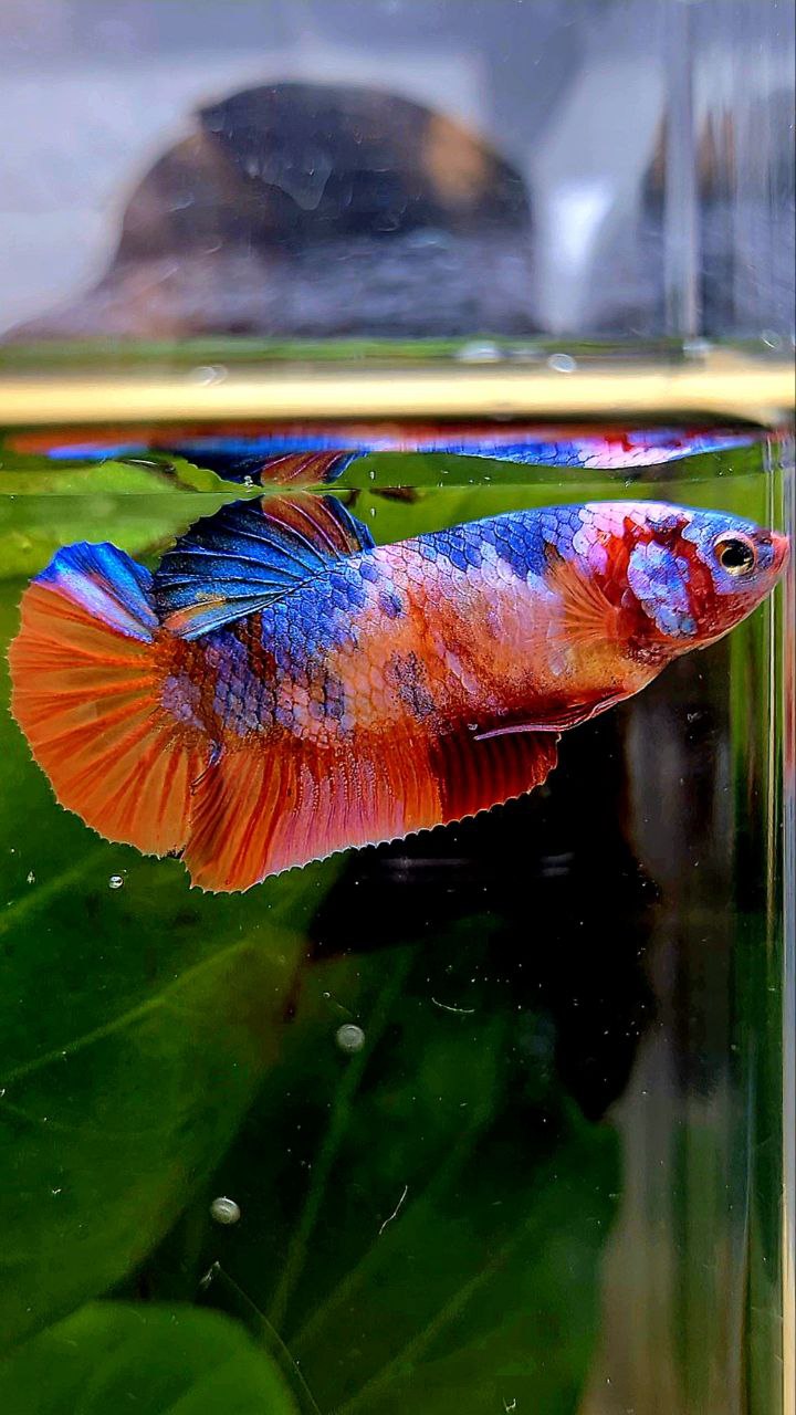 FEMALE PLAKAT ORANGE CANDY GALAXY MULTICOLOR BETTA FISH