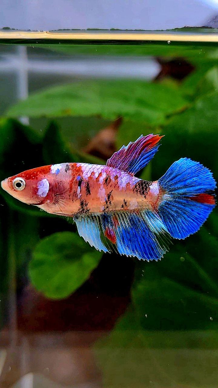 FEMALE HALFMOON KOI GALAXY MULTICOLOR BETTA FISH