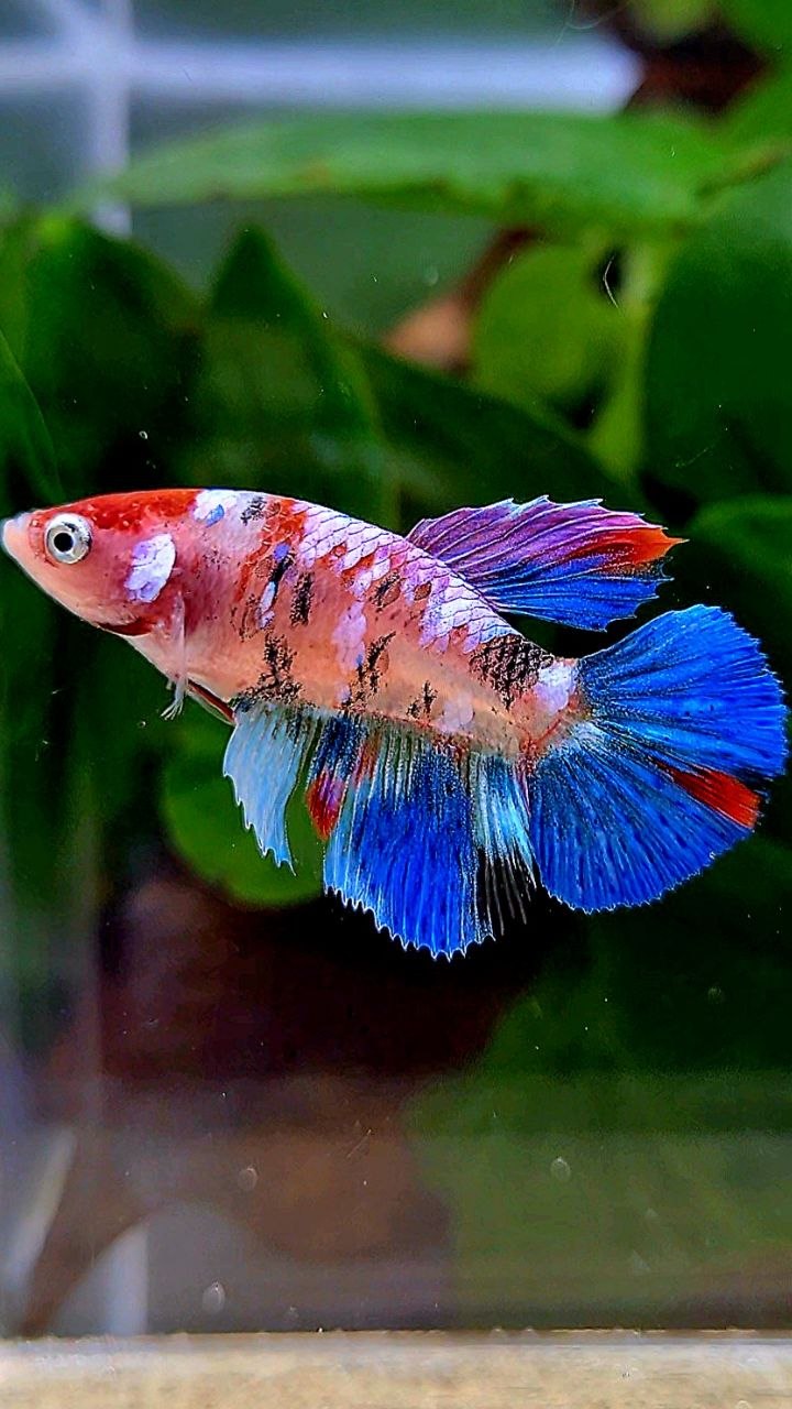 FEMALE HALFMOON KOI GALAXY MULTICOLOR BETTA FISH