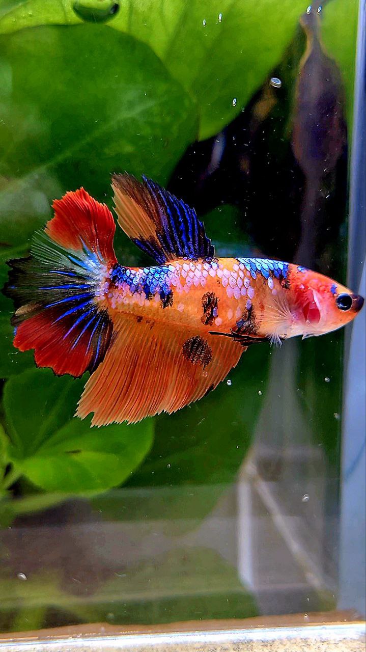 FEMALE HALFMOON ORANGE MULTICOLOR BETTA FISH