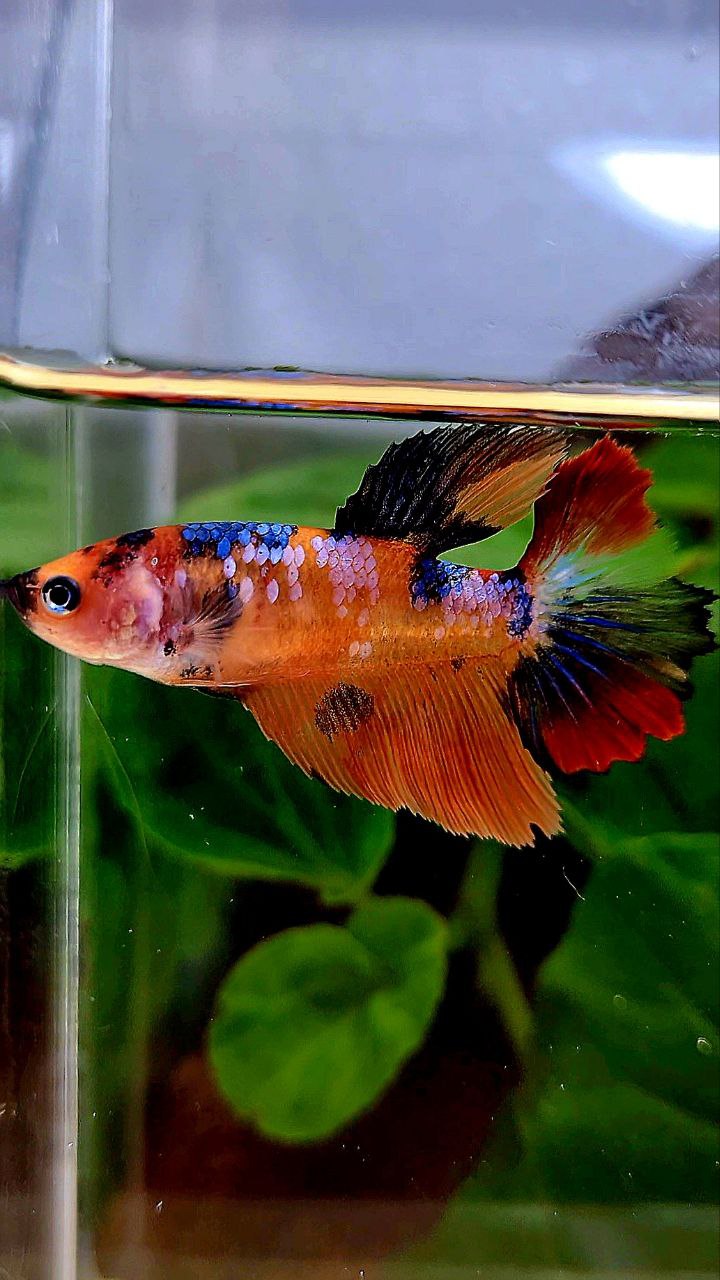 FEMALE HALFMOON ORANGE MULTICOLOR BETTA FISH