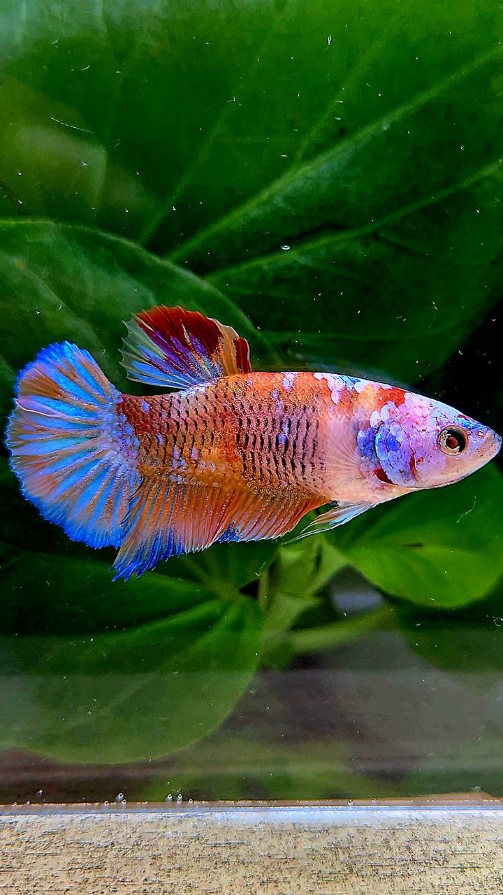 FEMALE PLAKAT GALAXY MULTICOLOR BETTA FISH