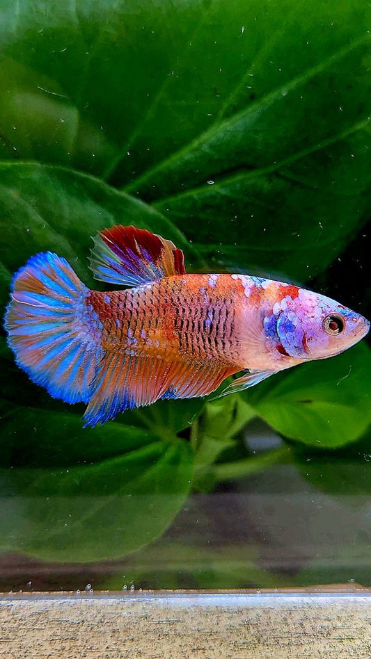 FEMALE PLAKAT GALAXY MULTICOLOR BETTA FISH