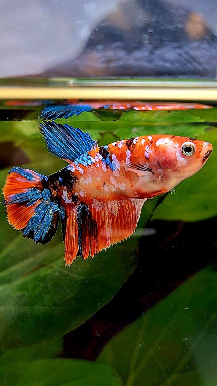 FEMALE HALFMOON ORANGE GALAXY MULTICOLOR BETTA FISH