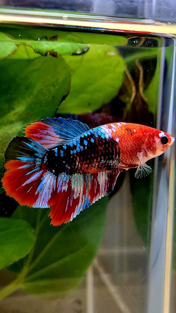 FEMALE HALFMOON RED BLACK GALAXY MULTICOLOR BETTA FISH