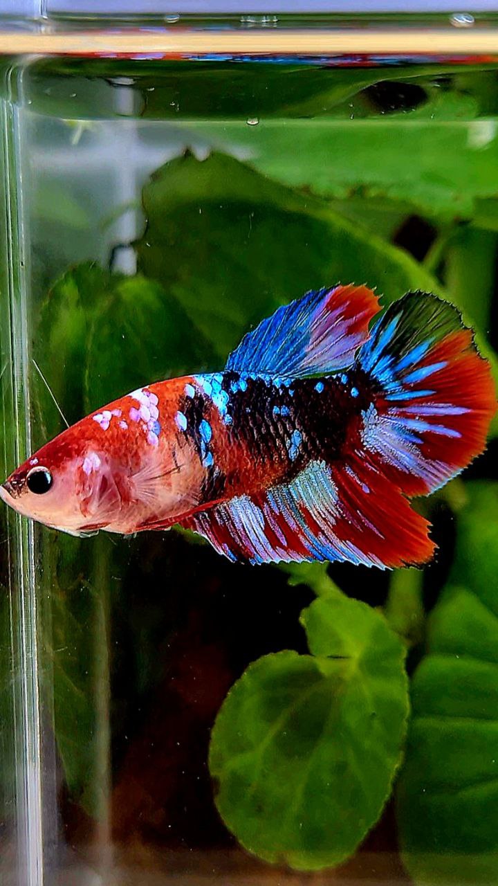 FEMALE HALFMOON RED BLACK GALAXY MULTICOLOR BETTA FISH