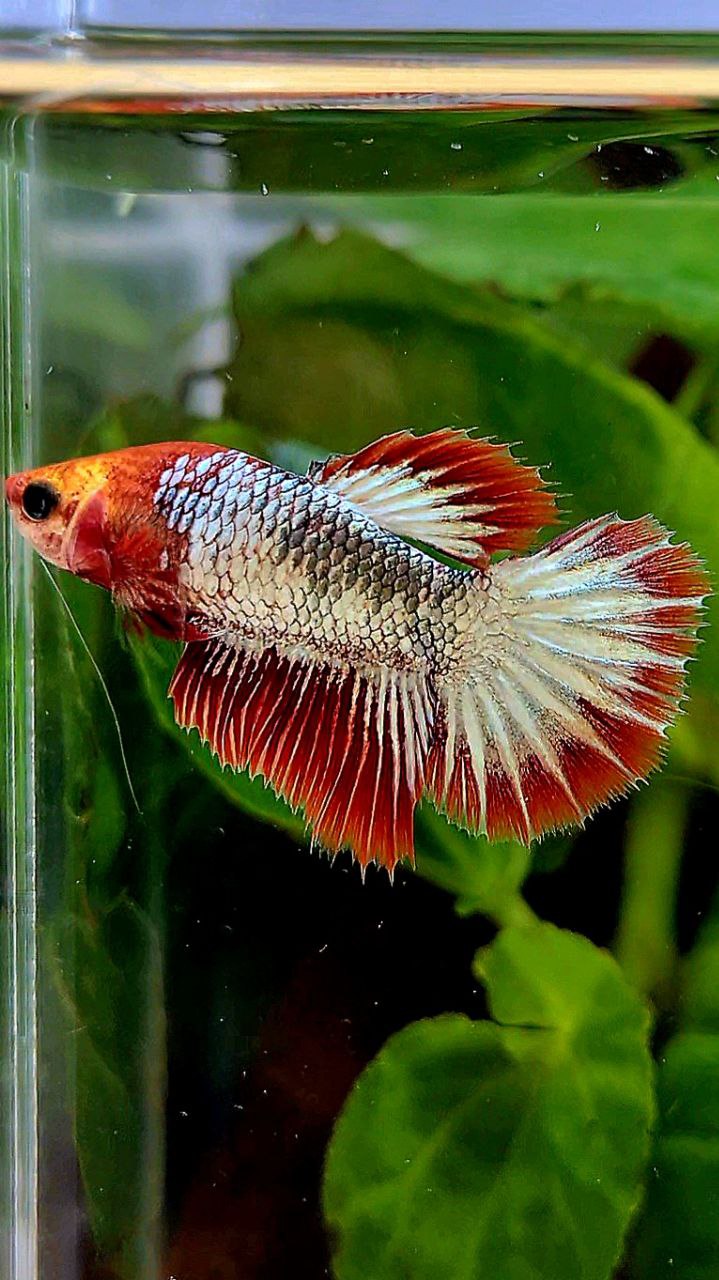 FEMALE HALFMOON ROSETAIL RED FCCP COPPER BETTA FISH