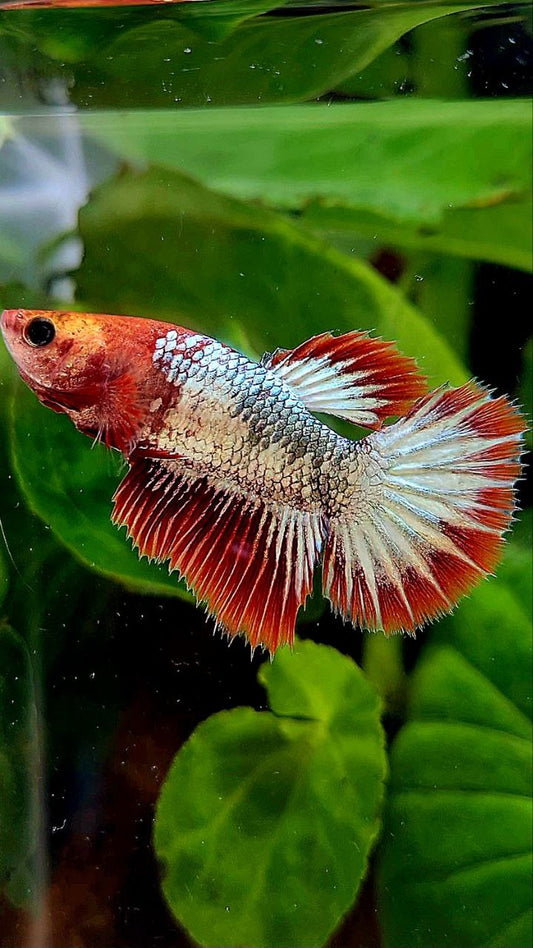 FEMALE HALFMOON ROSETAIL RED FCCP COPPER BETTA FISH