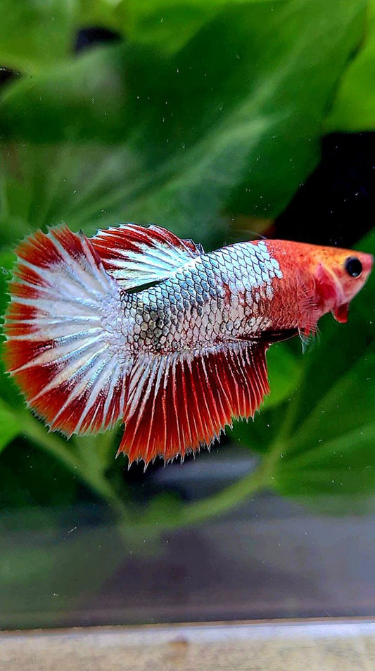 FEMALE HALFMOON ROSETAIL RED FCCP COPPER BETTA FISH