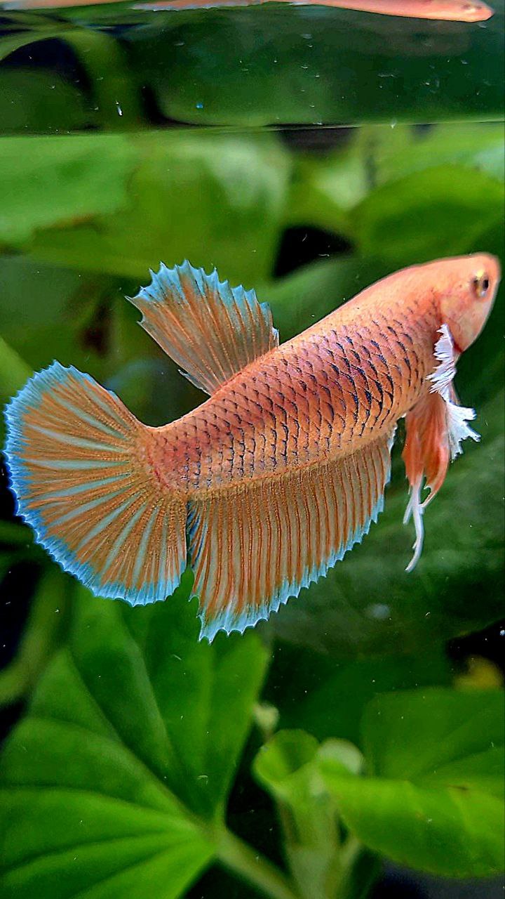 FEMALE HALFMOON DUMBO EAR ORANGE PINEAPPLE BETTA FISH