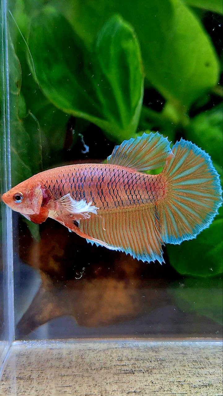 FEMALE HALFMOON DUMBO EAR ORANGE PINEAPPLE BETTA FISH