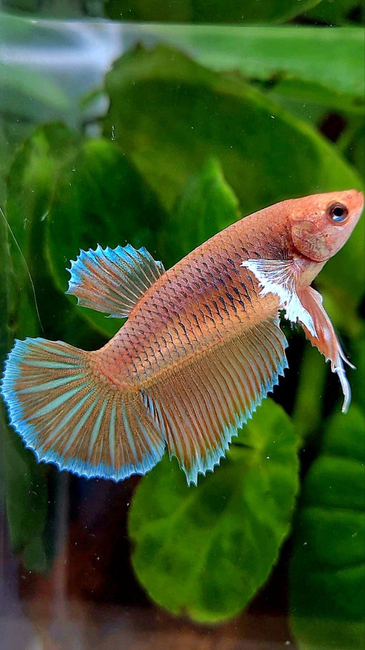FEMALE HALFMOON DUMBO EAR ORANGE PINEAPPLE BETTA FISH