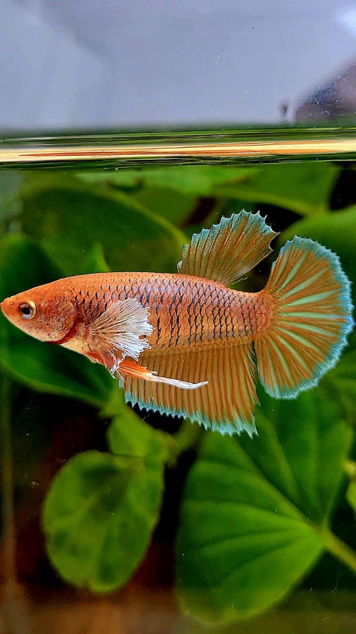 FEMALE HALFMOON DUMBO EAR ORANGE PINEAPPLE BETTA FISH