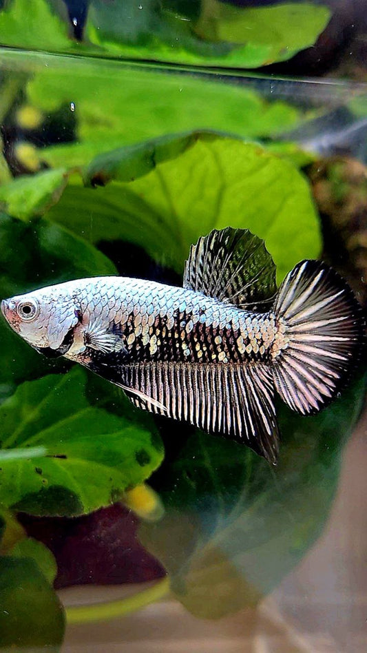 PLAKAT BLACK SAMURAI SNOW BETTA FISH