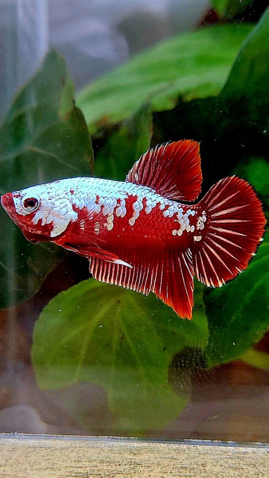 PLAKAT RED SAMURAI SNOW MAMBA BETTA FISH